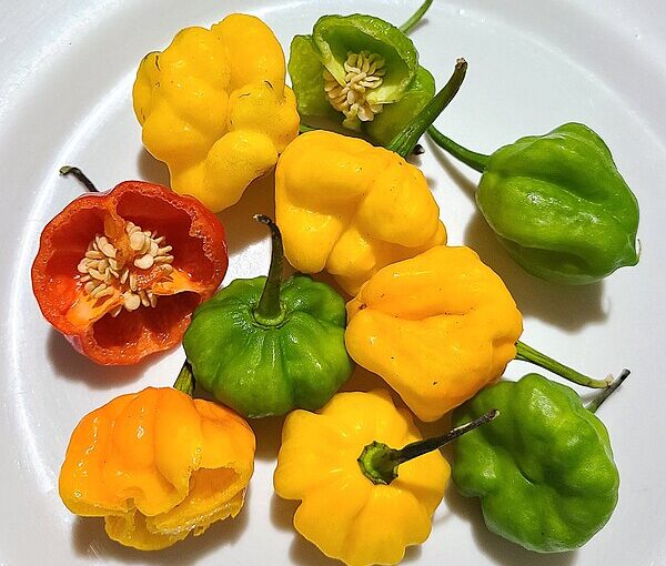 My Pepper Story