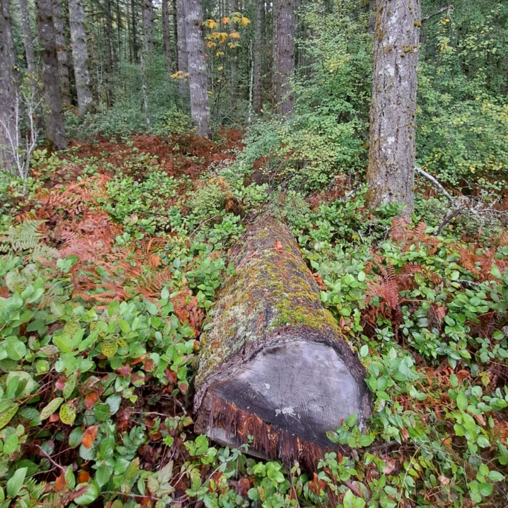 An old downed cedar, approximately 29 inches in diameter, lying in the underbrush of the Evergreen forest. It is slightly weather worn and has some mossy patches on its bark.