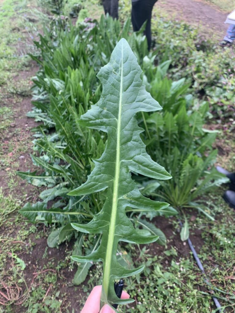 Image of a leaf of the Italian Dandelion with the full plant in the foreground. Image by Jen Ball