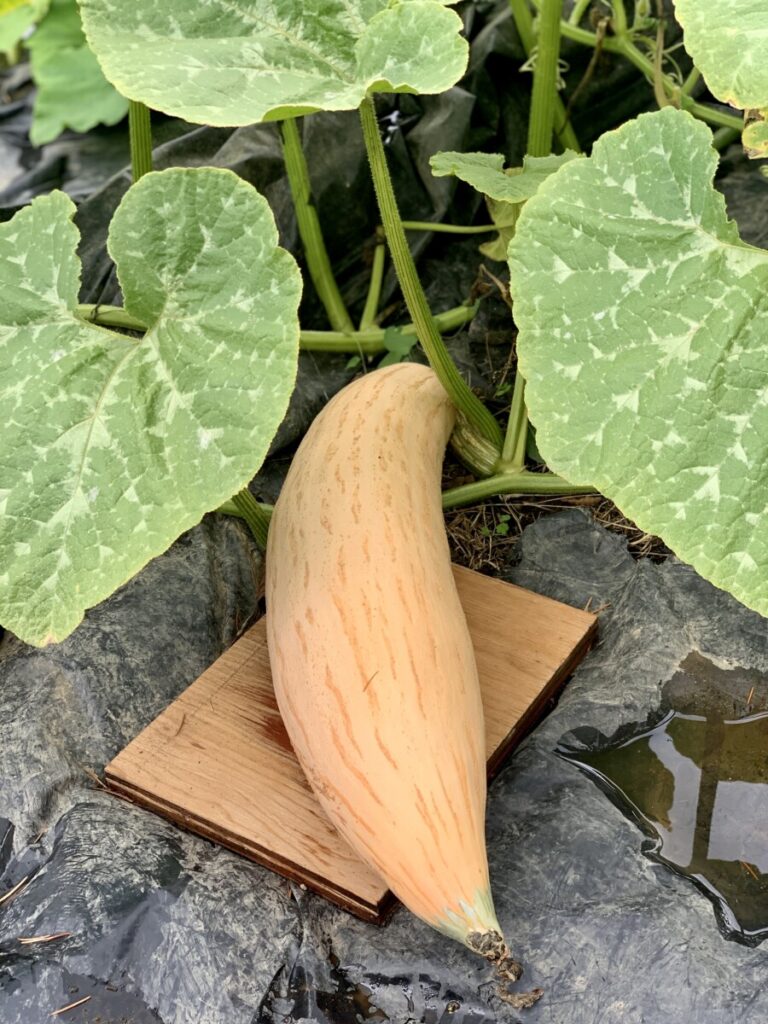 Image of a Georgia Candy Roaster squash growing in the Evergreen State College Farm, resting on a h=board to keep from rotting image by Jen Ball