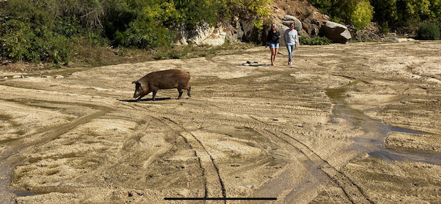 Black Iberian Pig with Flora Farms Owners. Courtesy of Cabo like a Local