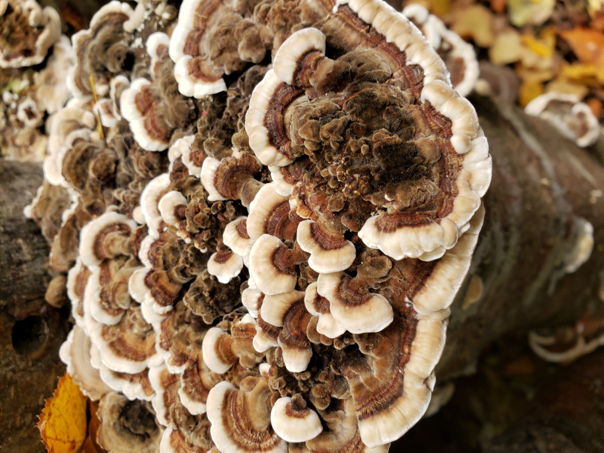 Turkey tail – (Trametes versicolor )