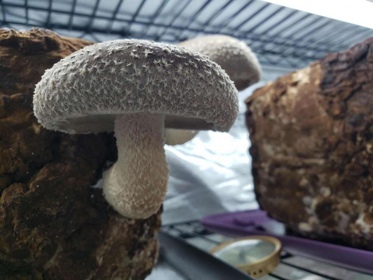 Shiitake – (Lentinula edodes)