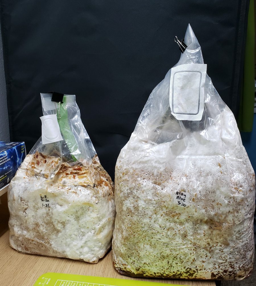 ready to fruit mushroom mycelium grow blocks