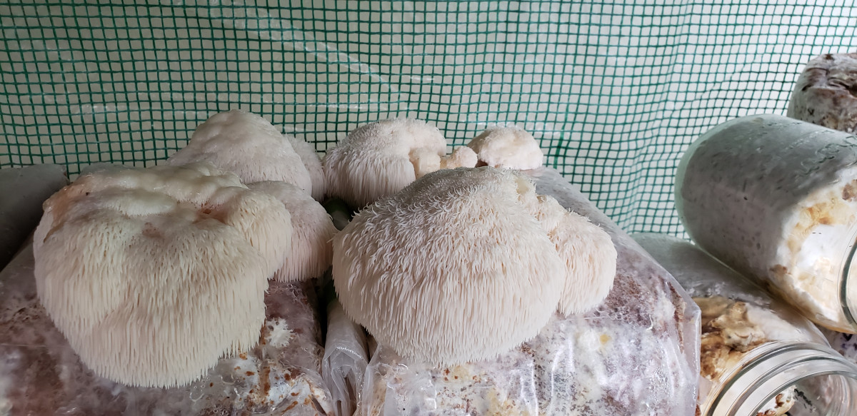 Lion’s Mane – (Hericium erinaceus)