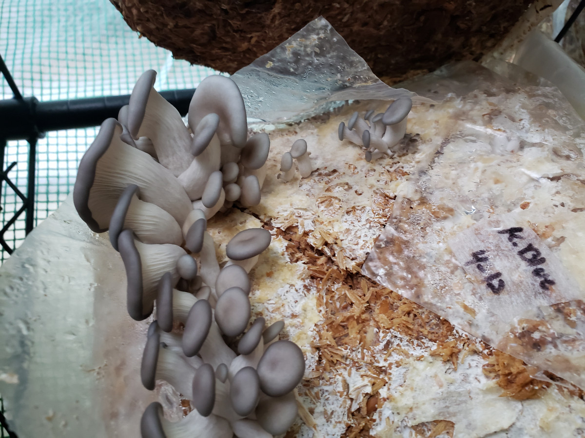 Oyster mushroom- (Pleurotus ostreatus)