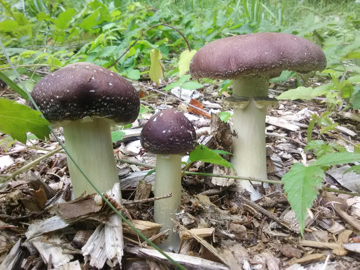 Wine Cap / Garden Giant (Stropharia rugoso-annulata)