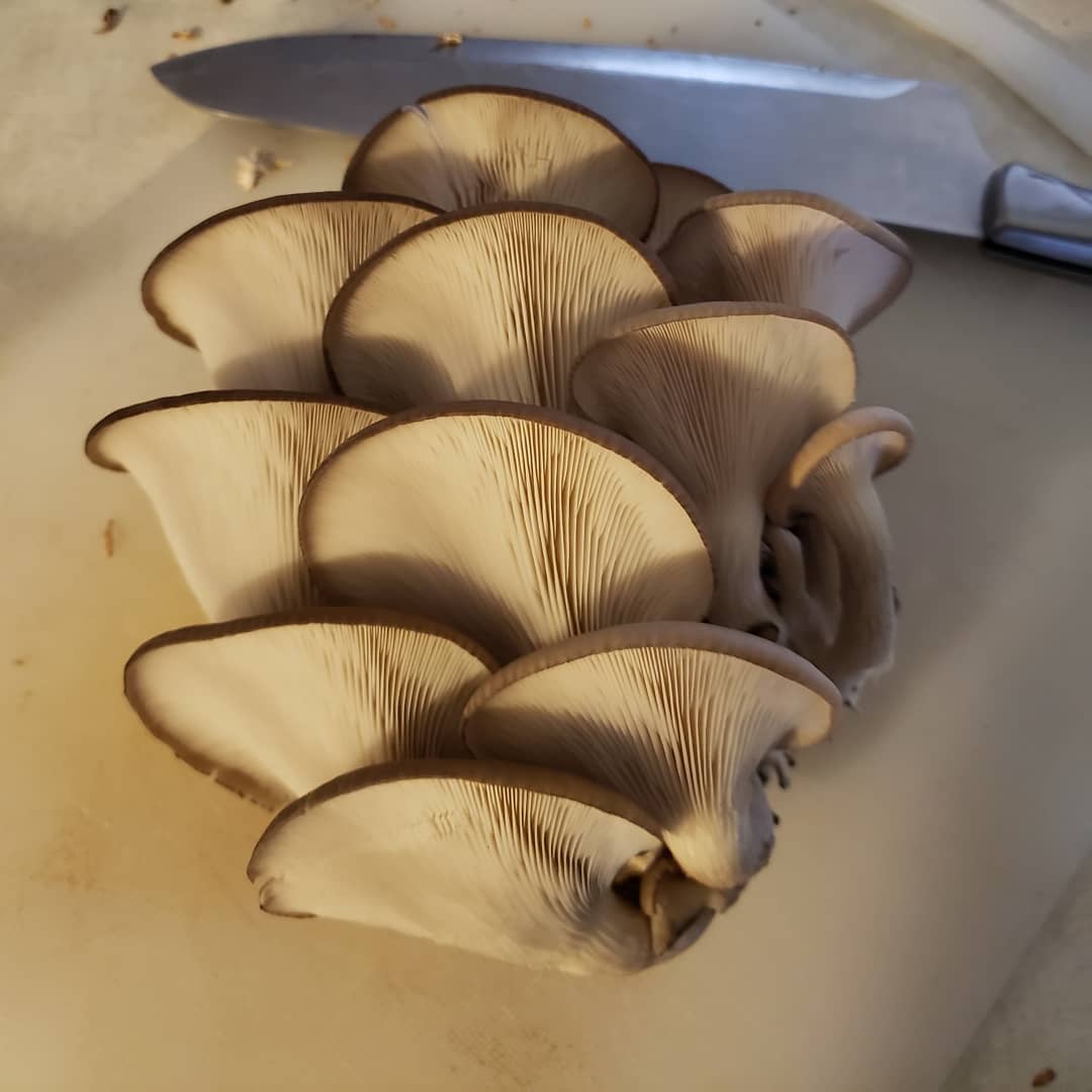 Oyster Mushroom
