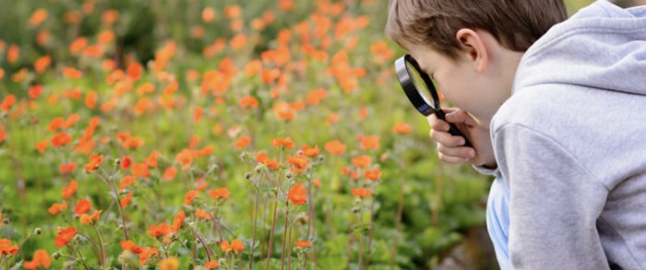 Curious child in nature wildflowers