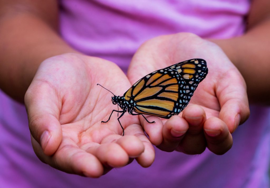 child enjoying nature protecting pollinators 