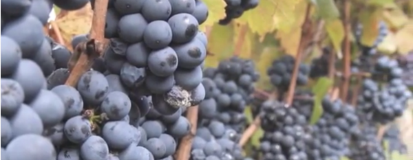 grape image