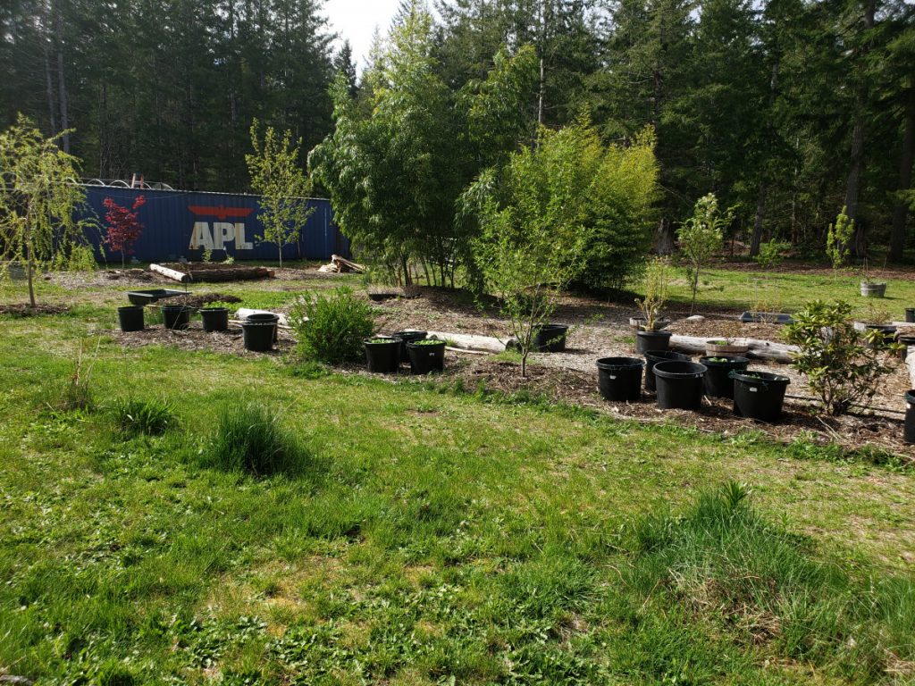 Garden in progress