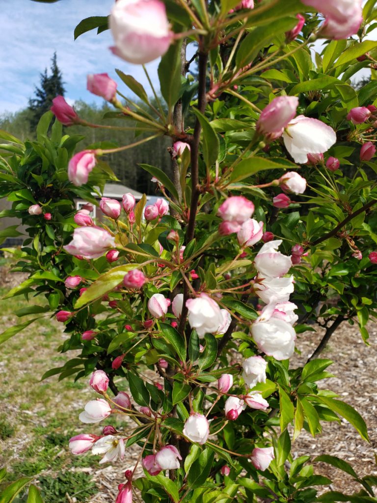 Crab apple blossom