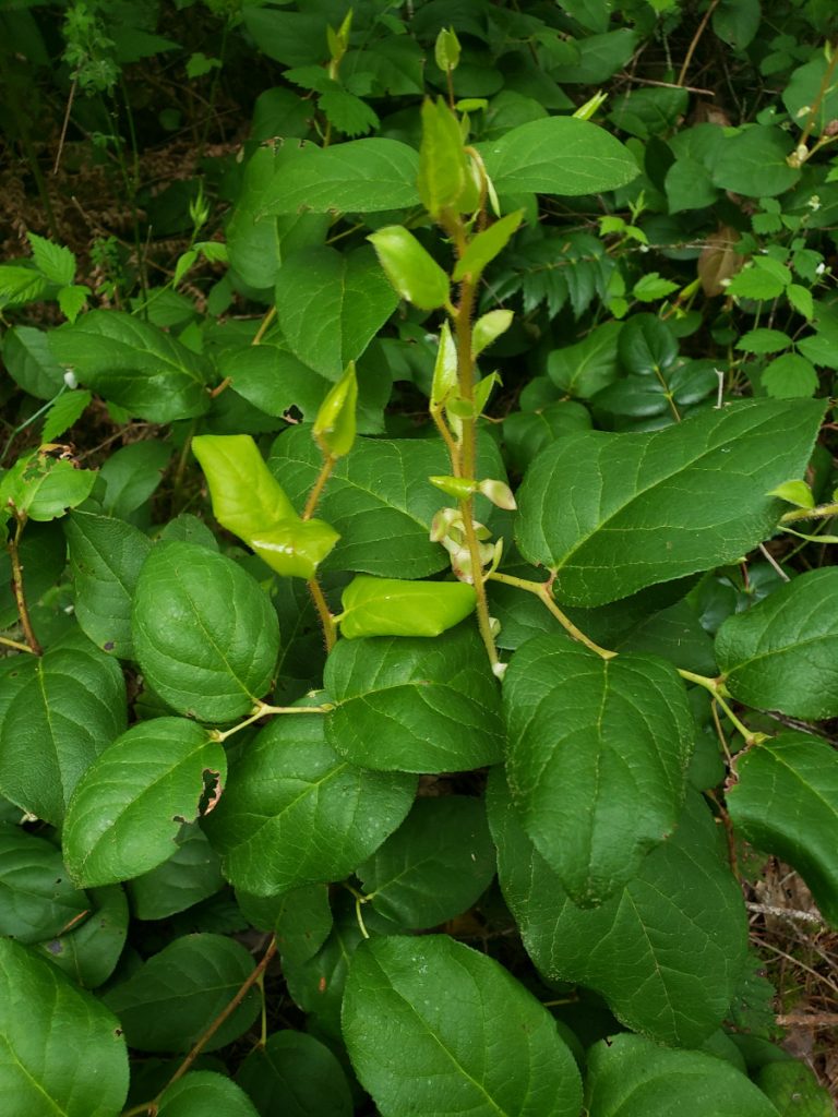 Salal