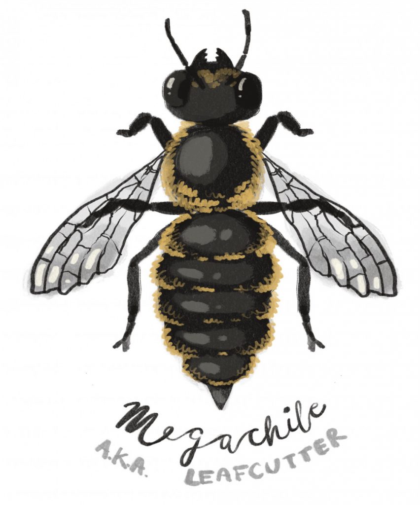 Corinne's Project Site for Terroir/Meroir – Native Bee Habitat and the  Terroir of Honey